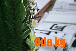 Первое каллиграфическое письмо