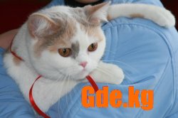 Кошачий Вернисаж