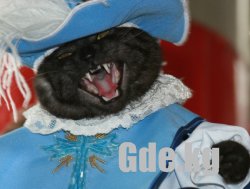 Кошачий Вернисаж