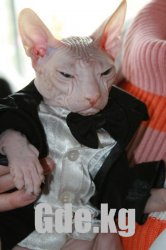 Кошачий Вернисаж