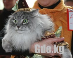 Кошачий Вернисаж