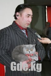 Кошачий Вернисаж