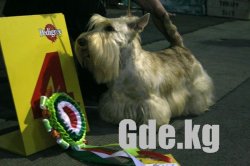 Содружество-2009