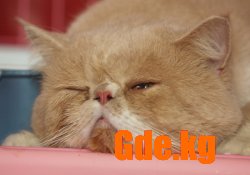 Кошкин Дом 2009