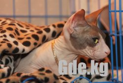 Кошкин Дом 2009