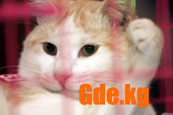 Кошкин Дом 2009