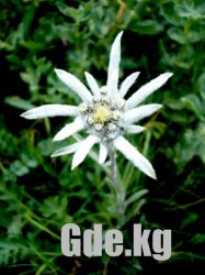 Черно-белая симфония гор