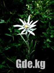 Черно-белая симфония гор