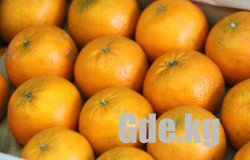 Ну, где же вы елочки?