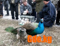 Очарование пернатых.