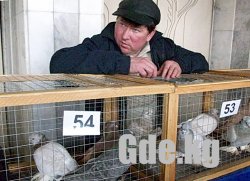 Очарование пернатых.