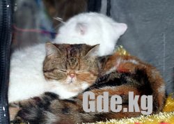 "Мартовские кошки-2010"