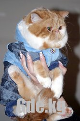 "Мартовские кошки-2010"