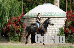 Конные прогулки